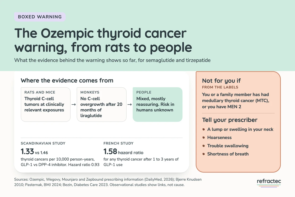 Infographic titled The Ozempic thyroid cancer warning, from rats to people. Rats and mice: thyroid C-cell tumors at clinically relevant exposures. Monkeys: no C-cell overgrowth after 20 months of liraglutide. People: mixed but mostly reassuring, and the risk in humans is unknown. A Scandinavian study found 1.33 thyroid cancers per 10,000 person-years on GLP-1 medicines vs 1.46 on DPP-4 inhibitors, hazard ratio 0.93. A French study found a hazard ratio of 1.58 after 1 to 3 years of use. Not for anyone with a personal or family history of medullary thyroid cancer, or MEN 2. Report a neck lump, hoarseness, trouble swallowing or shortness of breath.
